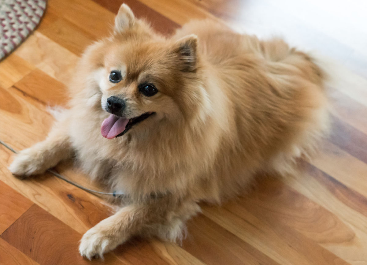 Pomeranian